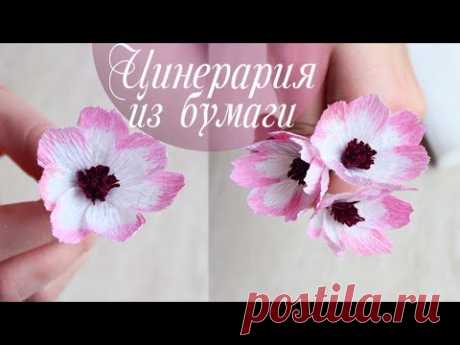 Цинерария из гофрированной бумаги | Простые цветы из бумаги 

Всем привет! В интернете я случайно увидела картинки таких цветочков)))
Дома у меня как раз были похожие оттенки бумаги и я подумала, почему бы мне их не сделать?
Цинерария прекрасно дополнит ваши букеты и композиции, а главное ее совсем просто сделать)))