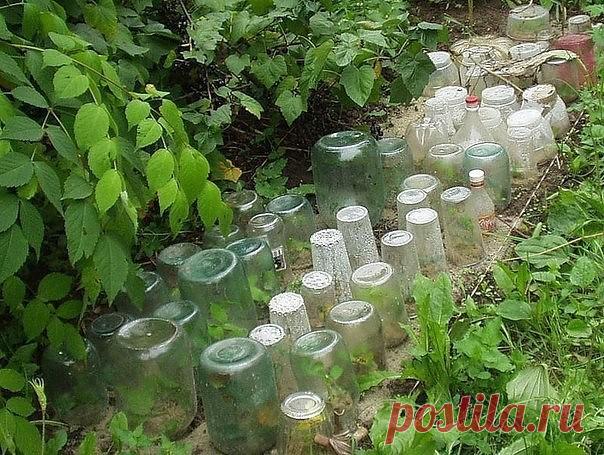 ПОЛЕЗНЫЕ СОВЕТЫ ДЛЯ ДАЧНИКОВ
•Морковь
Чтобы не привлечь морковную муху при прореживании моркови, нужно взять ведро воды и развести в нем 1 столовую ложку красного или черного молотого перца (хватит на 10 кв.м). Настаивать не нужно, лишь обрызгать морковь настоем перед прореживанием.

Если хотите получить урожай хорошей чистой моркови (без всякой гнили, заразы и т. д.) советую обязательно после второго прореживания в начале июля полить молодые растения водой (на ведро) с ра...