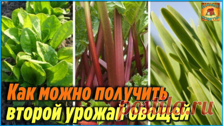 Оказывается, вот какие овощи можно получить повторно, всего лишь высадив их в июле Советы и рекомендации