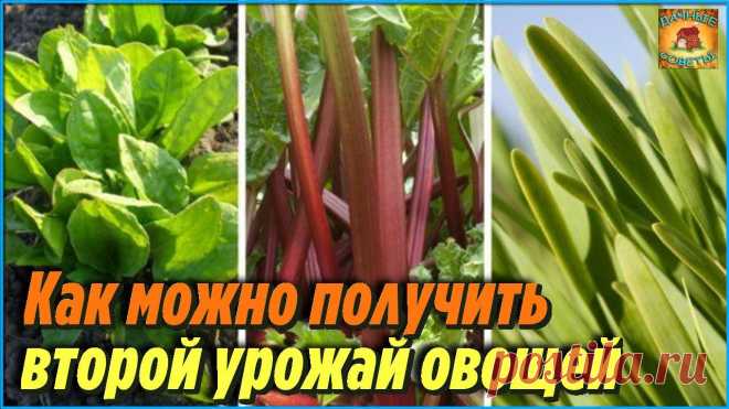Оказывается, вот какие овощи можно получить повторно, всего лишь высадив их в июле Советы и рекомендации
