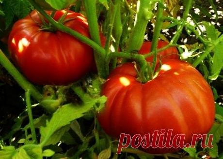 ЧТО И КОГДА НУЖНО ТОМАТУ (Иван Русских)
===============================

В период цветения требования растений томата смещаются в сторону потребления фосфора (!). Это еще важно и потому, что корни томатов и других пасленовых слабо всасывают фосфор. В этой связи фосфором надо насытить растения заранее. Соотношение элементов азот:фосфор:калий в этот период должно быть 1:5:1 по действующему веществу.
Показать полностью…