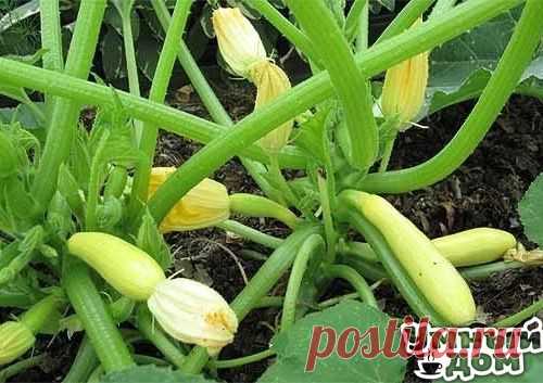 КАБАЧКИ БУДУТ РАСТИ НА ГЛАЗАХ