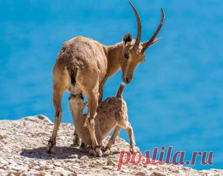 Колоритные фото из Израиля. Фотограф Макс Шамота