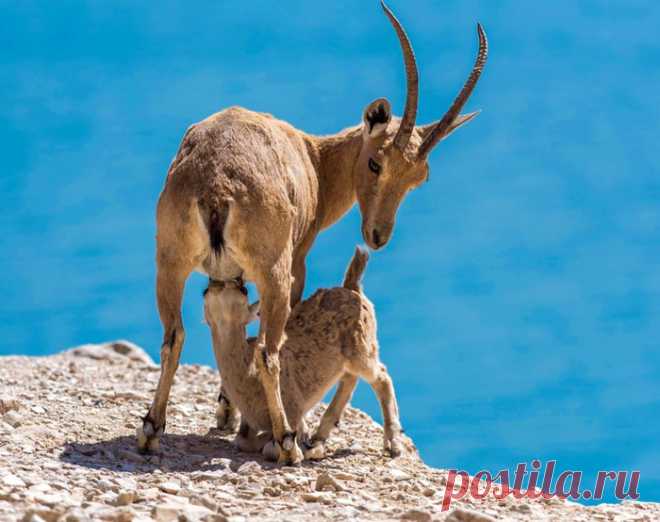Колоритные фото из Израиля. Фотограф Макс Шамота