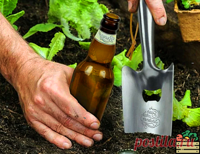 По дороге на дачу покупаю бутылочку пива для огурцов. Огурцы после пива прут в росте и хорошо плодоносят. Делюсь рецептом | Удачный урожай | Яндекс Дзен