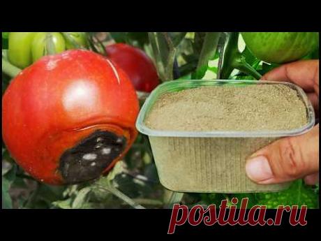 Один стакан и вершинной гнили не будет! Профилактика и лечение вершинной гнили растений.