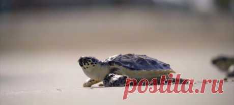 Сегодня мы отмечаем Всемирный день морских черепах 🐢 И рассказываем, как в Дубае один классный отель (и не менее классный проект) вот уже который год занимается спасением одного из уязвимых видов – а потом выпускает всех вылечившихся пациентов обратно в море.