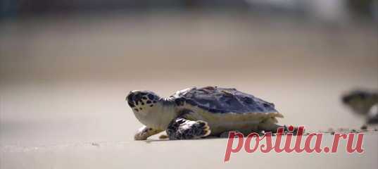 Сегодня мы отмечаем Всемирный день морских черепах 🐢 И рассказываем, как в Дубае один классный отель (и не менее классный проект) вот уже который год занимается спасением одного из уязвимых видов – а потом выпускает всех вылечившихся пациентов обратно в море.