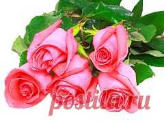 КАК НАЧЕРЕНКОВАТЬ РОЗЫ ИЗ ПОДАРЕННОГО БУКЕТА