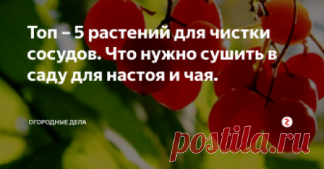 Топ – 5 растений для чистки сосудов. Что нужно сушить в саду для настоя и чая. С годами сосуды теряют свою эластичность, связано это с тем, что после 40 лет у организма уже не те возможности и он начинает вырабатывать все меньше полезных ферментов, которые способствуют, чтобы в соединительных тканях, коже, костях, происходило обновление клеточного состава.
Ягоды калины.
Образно сравнивают с растопленной печью, если не подкидывать в нее поленья, она угаснет. Не нужно ждать пр