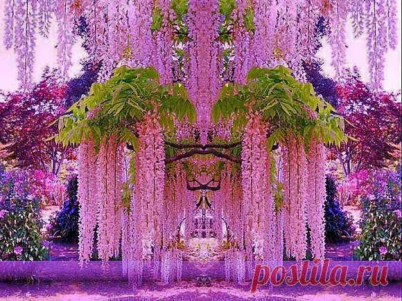 Сад цветов Кавати Фудзи (Kawachi Fuji Garden). Япония | ASPTur.com