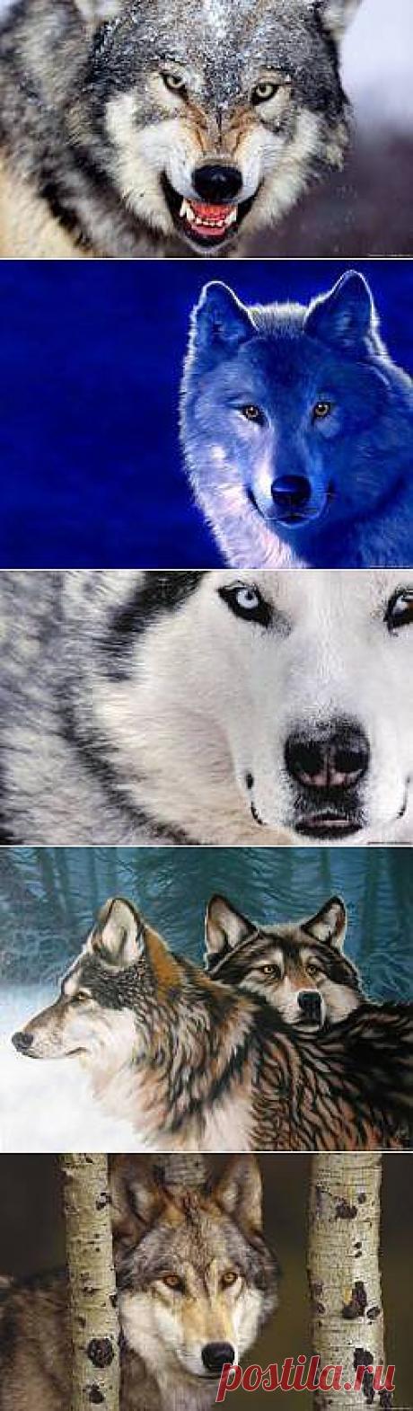 Красивые Волки картинки - 164 фото обои на рабочий стол галерея 1 - Фото мир природы