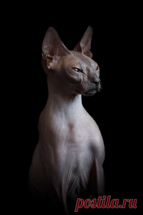 Если есть кошачье ню, то оно выглядит вот так