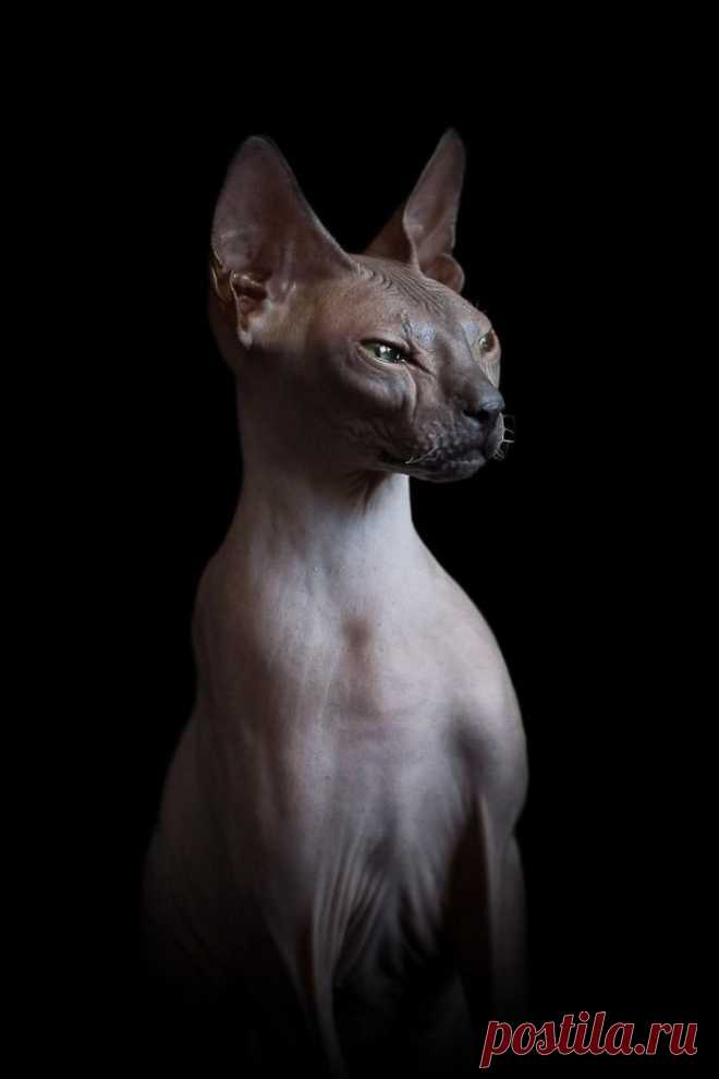 Если есть кошачье ню, то оно выглядит вот так