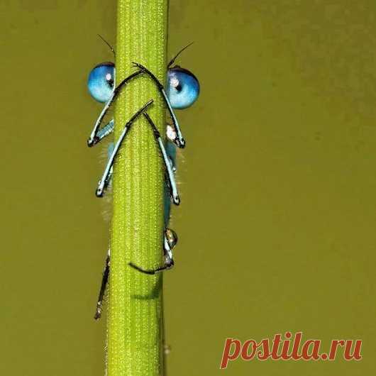 Animals - Google+