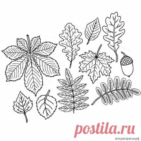 кленовый лист рисунок шаблон распечатать: 2 тыс изображений найдено в Яндекс.Картинках