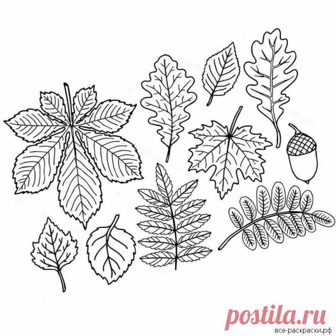 кленовый лист рисунок шаблон распечатать: 2 тыс изображений найдено в Яндекс.Картинках