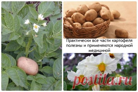 в народной медицине, полезные свойства картофеля | ПолонСил.ру - социальная сеть здоровья