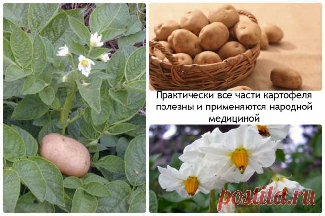 в народной медицине, полезные свойства картофеля | ПолонСил.ру - социальная сеть здоровья