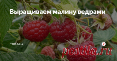 Выращиваем малину ведрами Хочу поделится одним очень интересным способом выращивания малины, который подойдет всем дачникам и огородникам. Обычно надо придумать и сделать так, чтобы было удобно поливать, обрабатывать и потом собирать ее, и как не крути в процессе чем-то все же жертвуешь. Вот недавно, совершенно случайно открыл именно то, что совмещает в себе все эти качества.
Когда переносили старый малинник на новое место