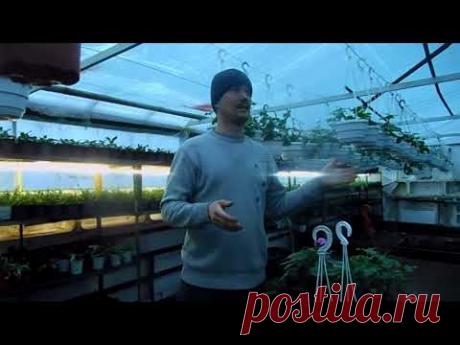 КАК ЧАСТО ПОЛИВАТЬ ГЕРАНЬ? В подробностях!