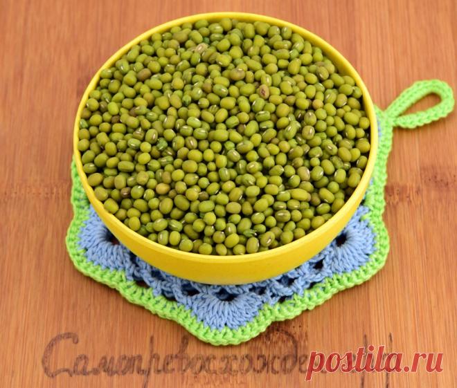 Маш - полезные свойства, польза и вред. Бобы Маш (Мунг) - что это такое