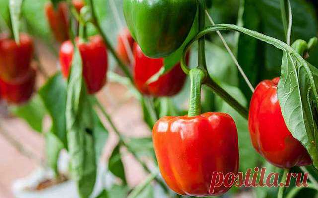 Чем можно подкормить перец в период его цветения и завязывания — Дачный участок