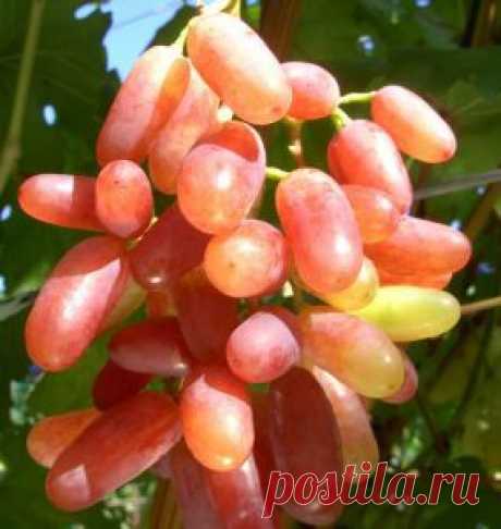саженцы винограда Юлиан купить, продажа, интенет магазин глициния, саженцы винограда с закрытой корневой системой, обрезка и уход за виноградом, подкормка винограда - Саженцы винограда - Плодопитомник Глициния