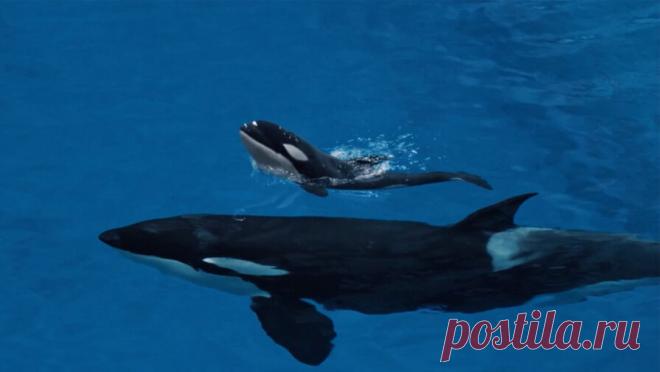 В "Москвариуме" впервые родился детеныш косатки. В "Москвариуме" прошли первые в России роды косатки в искусственной среде обитания. Об этом рассказали в официальном Telegram-канале московского океанариума на ВДНХ. Роды проходили непросто: детеныш косатки Наи долго не ...