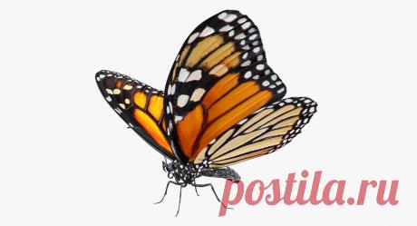 Butterfly 3D Models for Download | TurboSquid