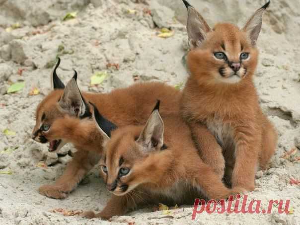 В мире животных | ВКонтакте