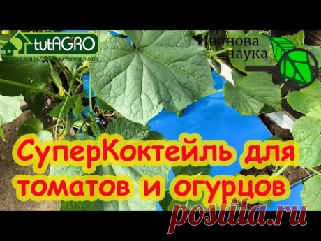 СУПЕРПОДКОРМКА ДЛЯ ОГУРЦА и ТОМАТА. С этой подкормкой никаких желтых листьев и пятен.