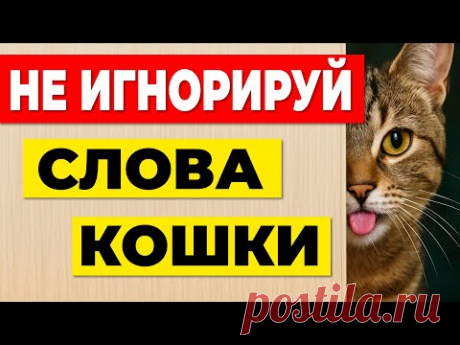 8 фраз, которые кошка “говорит” тебе каждый день —  а ты не замечаешь!