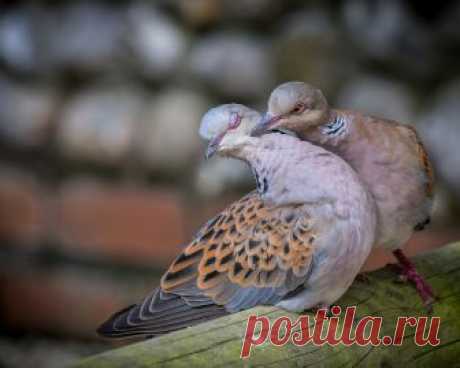 sweet_pair_tender_doves_courting_courtship_loveydovey_tendermoment-457745.jpg!d (1200×959)