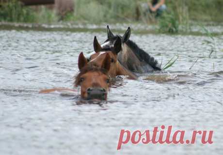nadezhda — «Красиво плывут)))» на Яндекс.Фотках