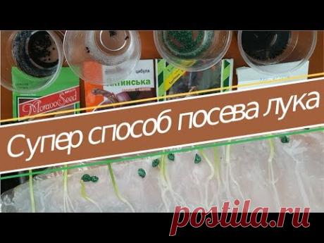 Лук из семян. Посев на рассаду. Супер способ посева лука Эксибишен и не только - YouTube