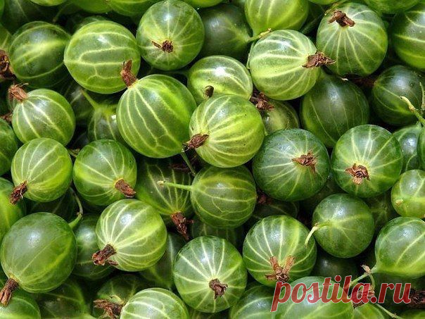 Что мы знаем о его лечебных свойствах крыжовника
