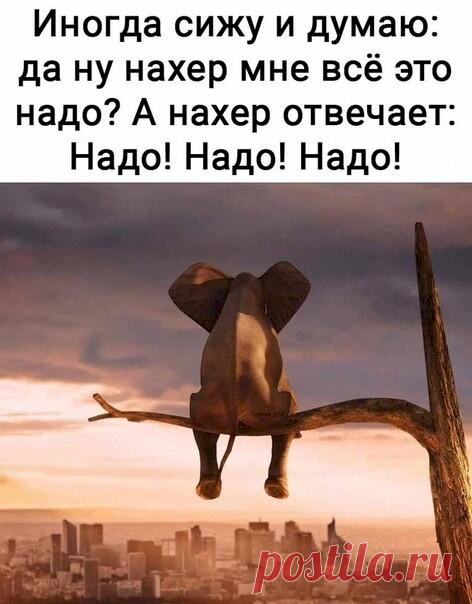 — Дорогой, ты опять не покормил кота вчера вечером. — Да с чего ты взяла?! Вон он спит себе спокойно и даже не просыпается. — Был бы сытый, мы бы с ним ночью у холодильника не встретились… - Выпуск №2835