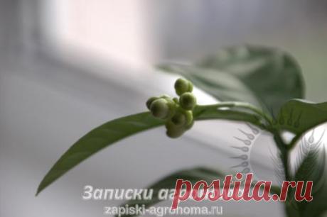 Как правильно обрезать цитрусовые дома • zapiski-agronoma.ru %