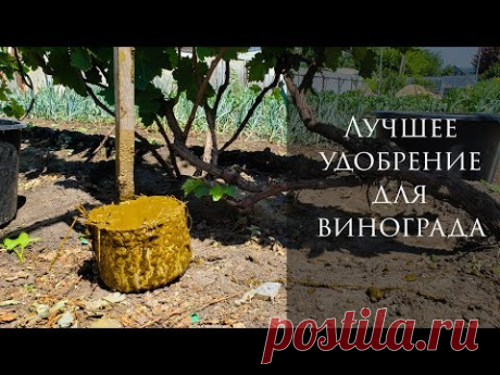 Лучшее удобрение для винограда. Легкодоступная и эффективная подкормка