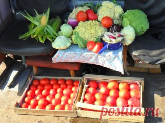 Очень полезные советы для дачников и огородников | огород