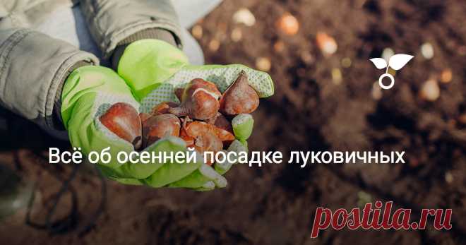 Все об осенней посадке луковичных Чтобы ранней весной сад объявил о своем пробуждении яркими шапочками нежных цветочных лепестков, позаботиться об этом надо сейчас. Осень – время сажать тюльпаны, крокусы, мускари, нарциссы, гиацинты, галантусы, эрантисы (весенники), иридодиктиумы (луковичные ирисы), декоративные луки, рябчики, лилии и другие луковичные.