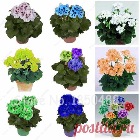 1 пакета(ов) = 100 шт. Герань семян Бонсай цветок, Комнатные растения в горшках балкон, Подающий надежды ставка 95%, поглощения излучения купить на AliExpress