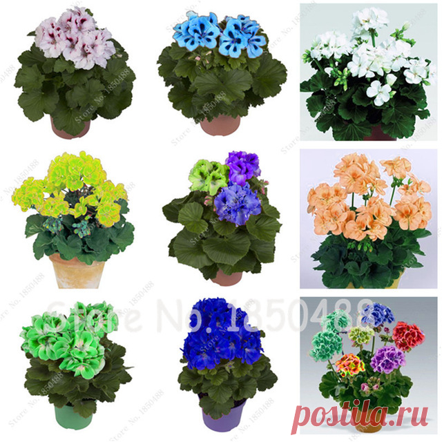 1 пакета(ов) = 100 шт. Герань семян Бонсай цветок, Комнатные растения в горшках балкон, Подающий надежды ставка 95%, поглощения излучения купить на AliExpress