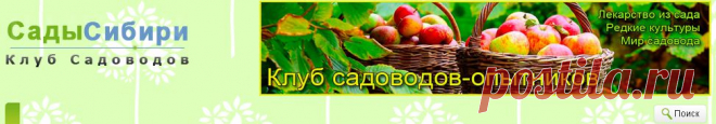 Груша: алтайские сорта - Сады Сибири