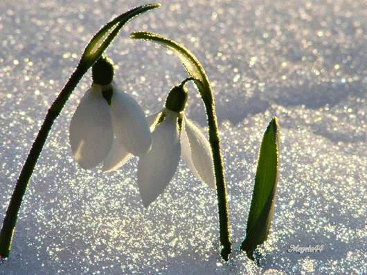 Елена Захарова - Google+