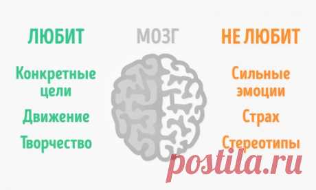 Что ваш мозг обожает, и чего он терпеть не может