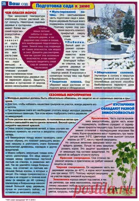 Подготовка сада к зиме
