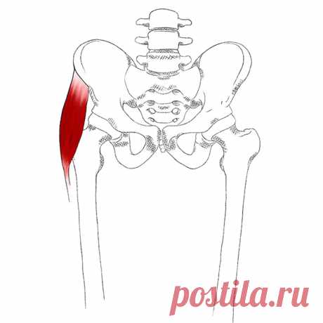 Напрягатель широкой фасции бедра