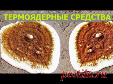 Серпула плачущая, белый домовой грибок, сверхмощные методы борьбы.